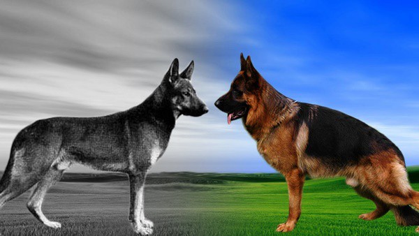 The History of the German Shepherd