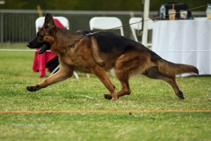 Τ.Π.ΚΟΓΠΕ Μαραθώνα 01 - Έκθεση Μορφολογίας 29.11.2015