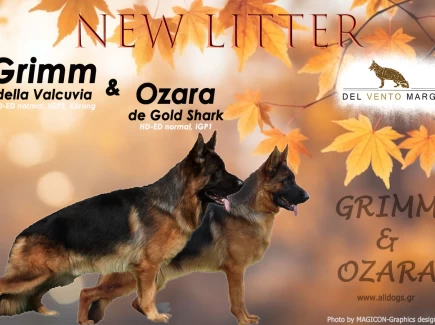 V1 Grimm della Valcuvia & Ozara de Gold Shark