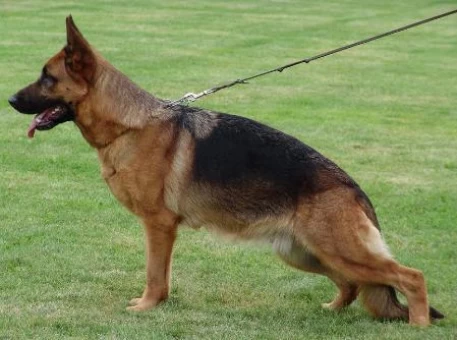 Nala vom Holtkamper See