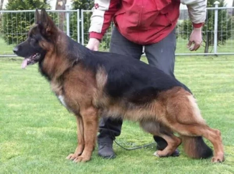 Quax vom Dänischen Hof