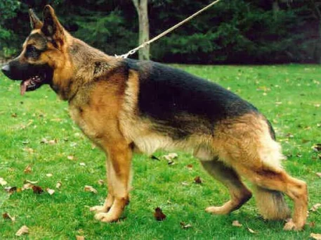 Jango vom Fürstenberg