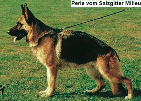 Perle vom Salzgitter Milieu