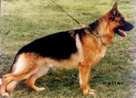 Lux de Valdovin