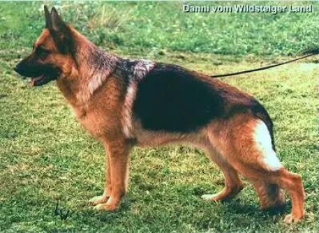 Danni vom Wildsteiger Land