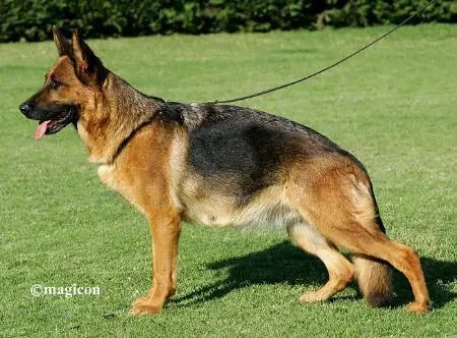 Jackira von Batu