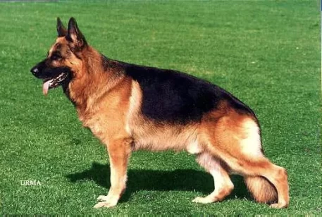 Ulk von Arlett