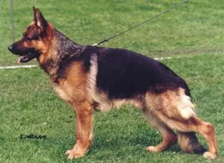 Mack von Aducht
