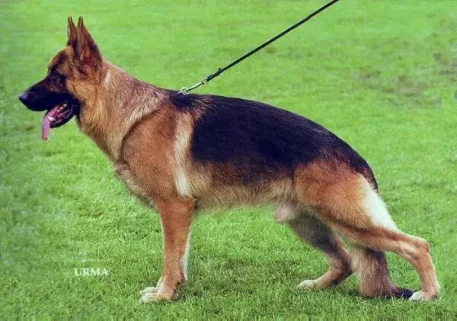 Lasso vom Neuen Berg