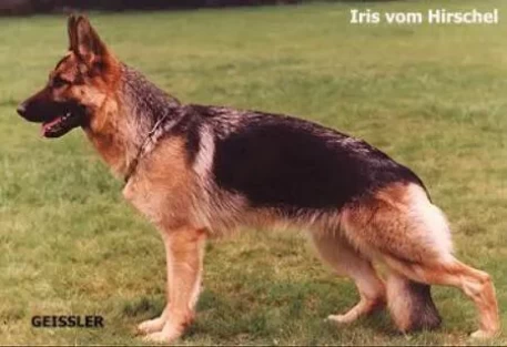 Iris vom Hirschel