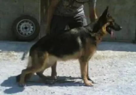 Diva Mascar 1