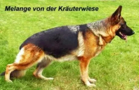 Melange von der Kräuterwiese