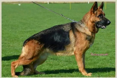 Nova Val Reina